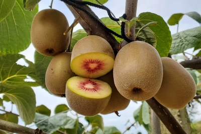 贊！馬邊紅心獼猴桃首航直供香港，開啟高端市場(chǎng)新篇章