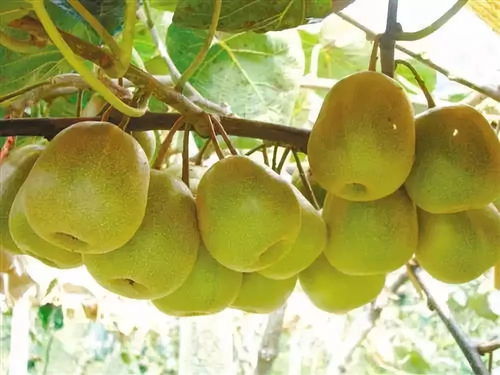 黑山北門4萬斤獼猴桃待售，呼吁社會(huì)力量助果農(nóng)渡難關(guān)