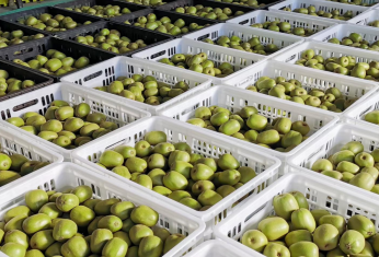 綿陽安州獼猴桃榮登“國(guó)字號(hào)”名錄，特色產(chǎn)業(yè)助力鄉(xiāng)村振興新篇章